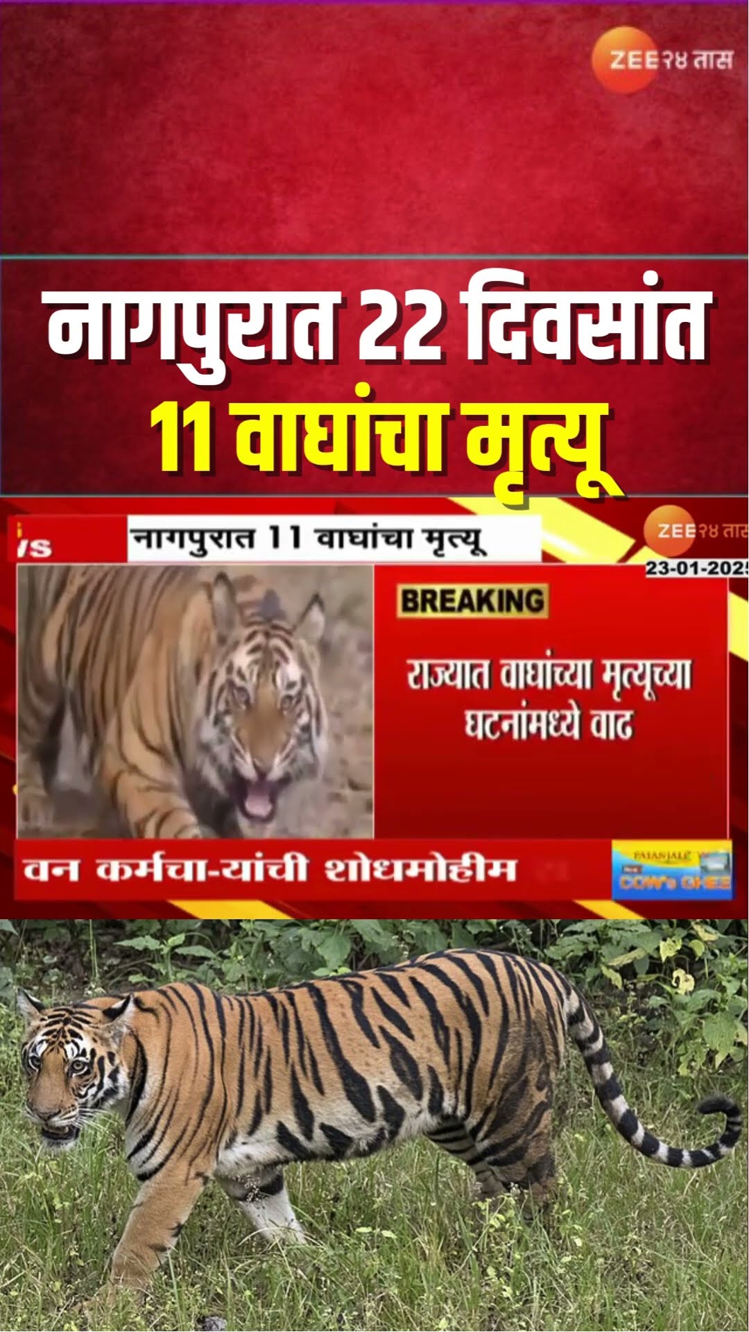11 Tigers Dead | राज्यात वाघांच्या मृत्यूच्या घटनांमध्ये वाढ, नागपुरात 22 दिवसांत 11 वाघांचा मृत्यू
