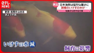 【きょうの1日】関東は大気不安定で激しい雨　日本海側は猛烈な暑さに　錦鯉のいけすの水が減り…飼育に影響も