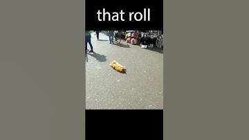 this is a Lazy cat video #shorts #catvideos