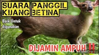 Master Suara Anak kijang,panggil Induk || Di alam liar ‼️Deer's voice