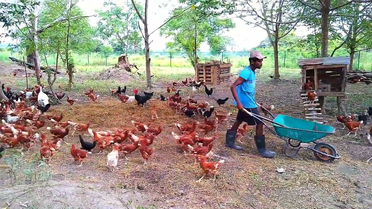 Free Ranged Chicken farm 