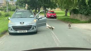traffic by ducks