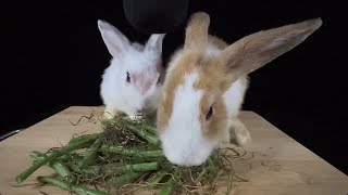 HUNGRY BUNNIES | @HungryPetsASMR by HUNGRY PETS ASMR 174 views 4 months ago 8 minutes, 1 second