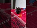 #viral #shortvideos #rabbit #bunny #shortsfeed
