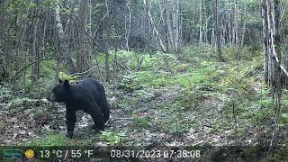 New Hampshire Trail Cam, Sept 2023 — Bear, deer and turkey