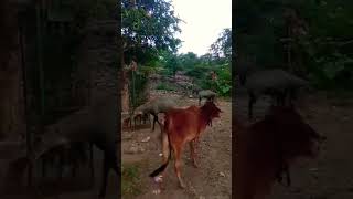 Sri Vrindavan Dham 🦚🌸🌼🌷⚘️💞💞#videoshort #shridhamvrindavan #yashomatimaiyasebolenandlala