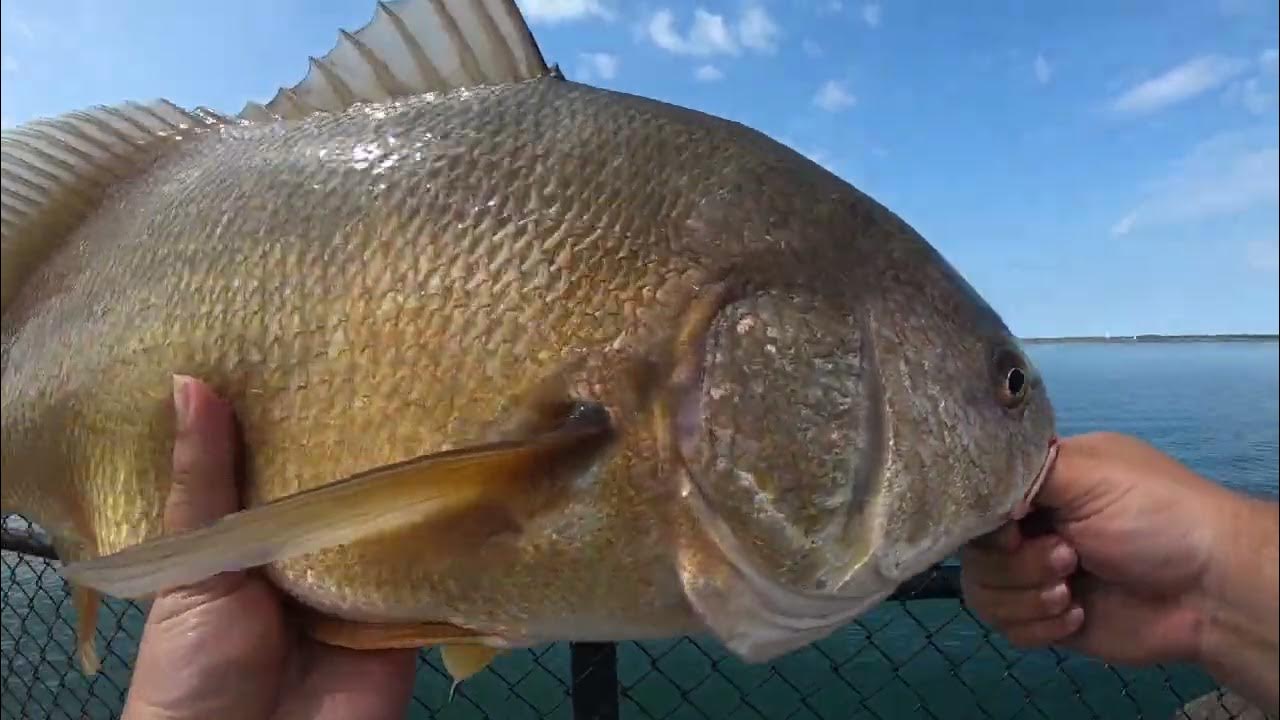 Shore fishing for Lake Erie Sheephead (Freshwater Drum) YouTube
