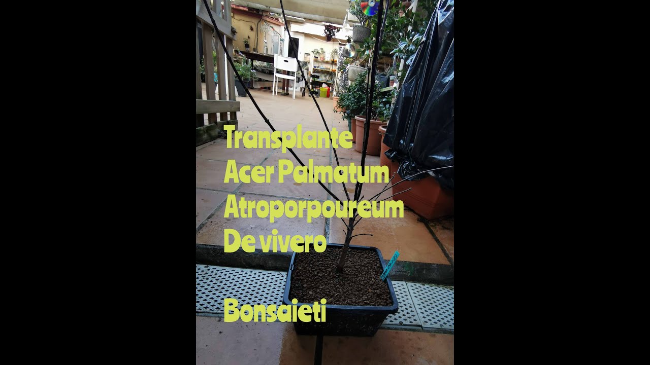 Transplante  Acer Autropourpureum[De vivero a colador]