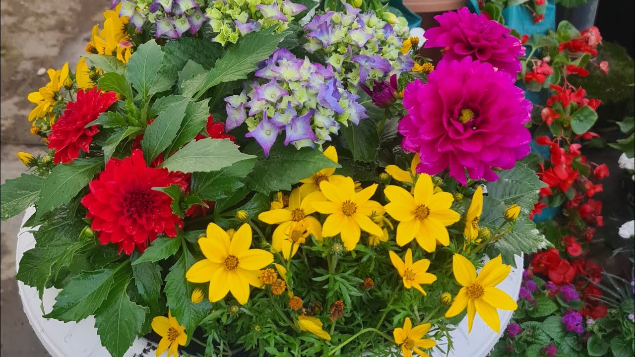 Palm Botanik Rengarenk @Palm Botanik Peyzaj