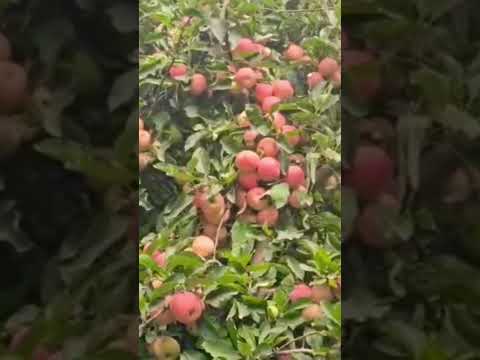 الاسطور ميمون الوجدي عزف أجمل ما غنى سولوه فكروه داك الغايب مدينتي ميدلت مساء الورد تفاح ميدلت