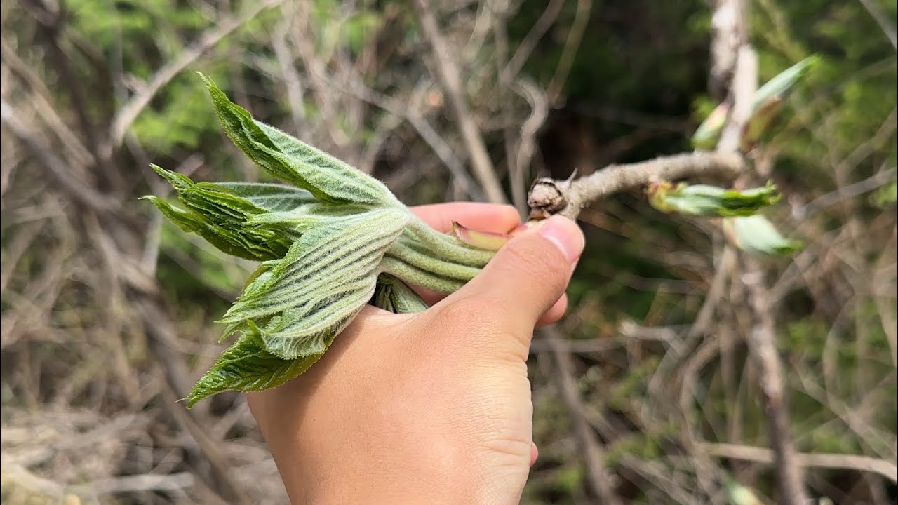 ウコギ科4種を天ぷらで食べ比べ　コシアブラ、タラの芽、ハリギリ、タカノツメ、山椒とコゴミも　山菜採り