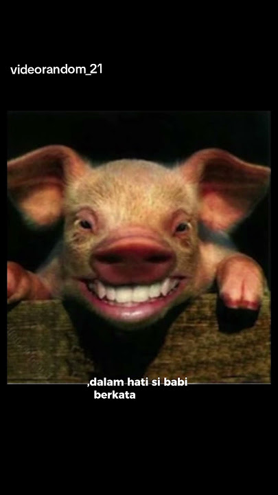 berburu hama babi hutan.    #hunting #shorts #memes https://youtu.be/So9soPhhrKk?si=kVhIyXxxp7xSaP0J