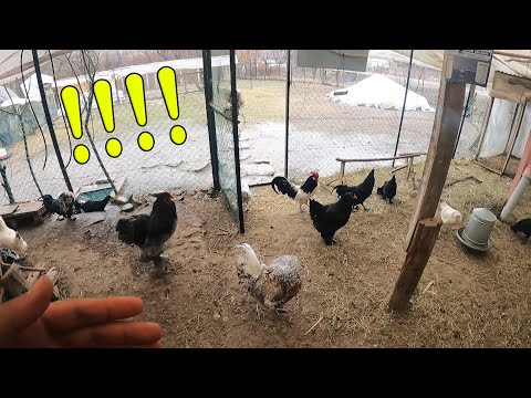 Yağmur Yağarken Tavuk Kümesim Vlog.