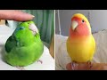 Smart And Funny Parrots Parrot Talking Videos Compilation #13 Super Parrots