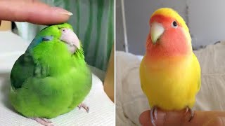 Smart And Funny Parrots Parrot Talking Videos Compilation #13 Super Parrots