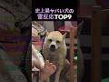 史上最ヤバい犬の雷反応TOP9