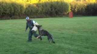 Jarvis Lytle Vom Klatolklin 2 Years Handled, Owned Trained By Kathy Of Hundesport Ak.