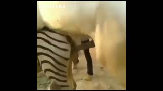 Animal sexy video in zoom