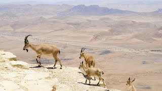 Ibex nubio | Montanhas e penhascos | Israel e oriente médio.