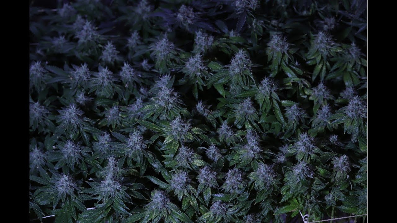 HOW TO GROW WEED- MAKING FEM SEEDS UPDATE. WEEK 5/7/8 GLUEBERRYOG GSC,GORILLACOOKIES