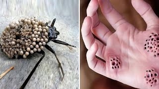 The Dangerous Bugs You Should Never Touch