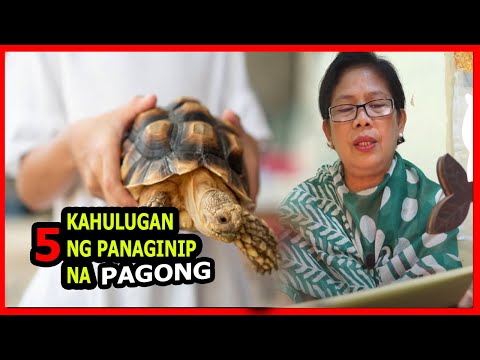 Video: Ang Kahulugan Ng Pagong Sa Feng Shui