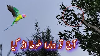 Hamara Tota Ur Giya || Our Parrot Flew || Cute Parrot 20 May 2024