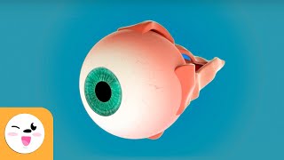 El ojo y sus partes  La vista  Los sentidos para niños