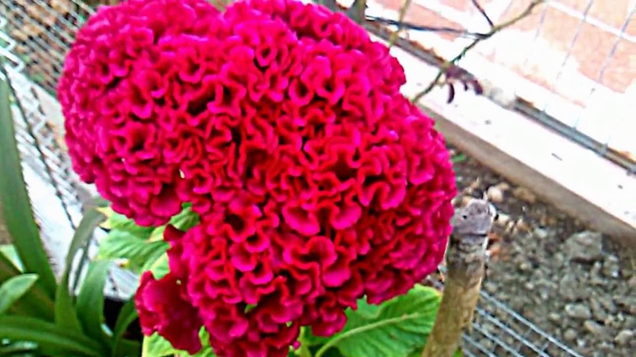flor de terciopelo - YouTube