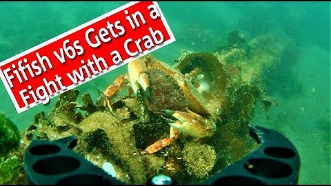 Fifish V6s Gets in a Fight with a Crab
