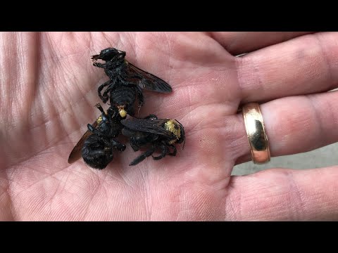 How To Get Rid Of Carpenter Bees? [6 Best Ways]