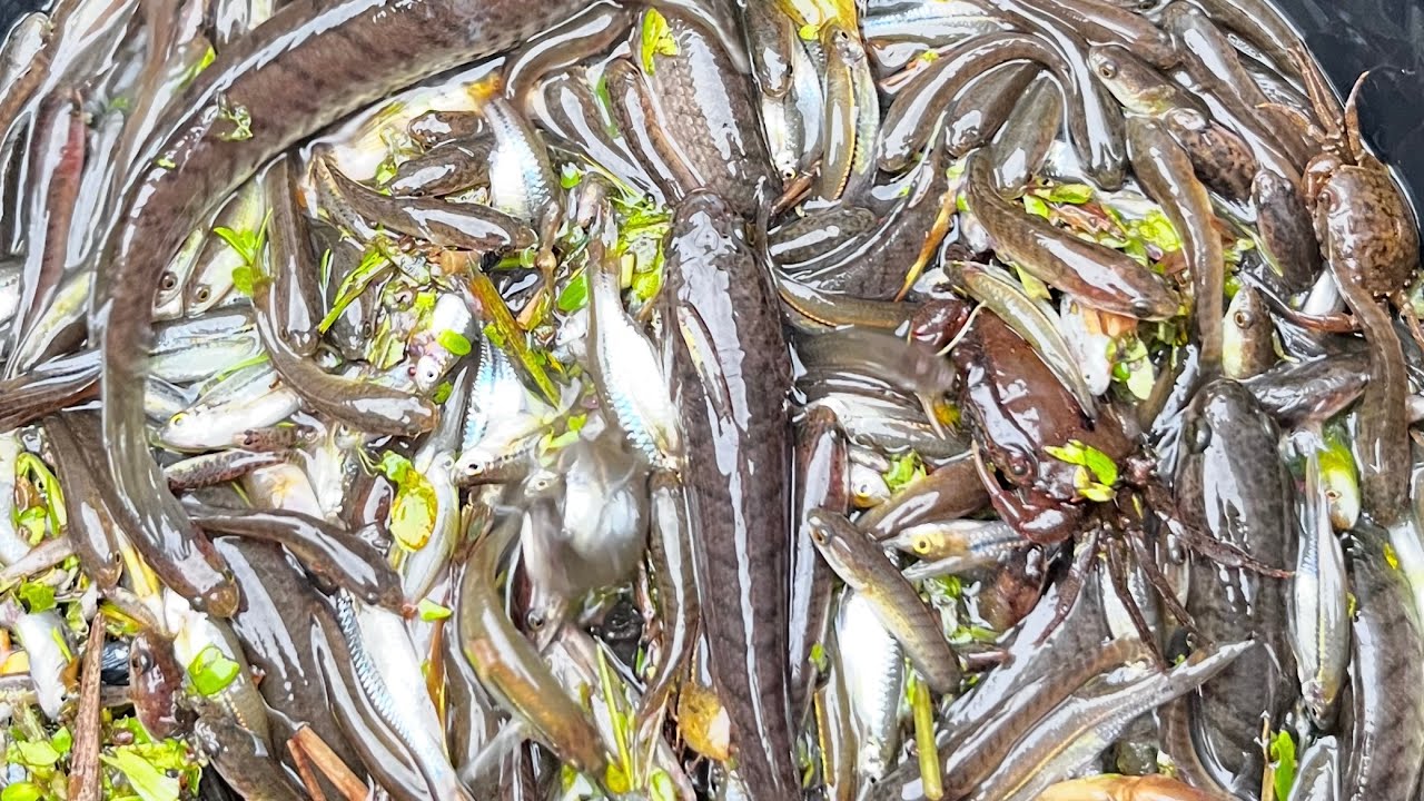 มายามหลี่นำกันจ้า #อีสานบ้านเฮา  #ปลาลงหลี่ #หาปลา #ยามหลี