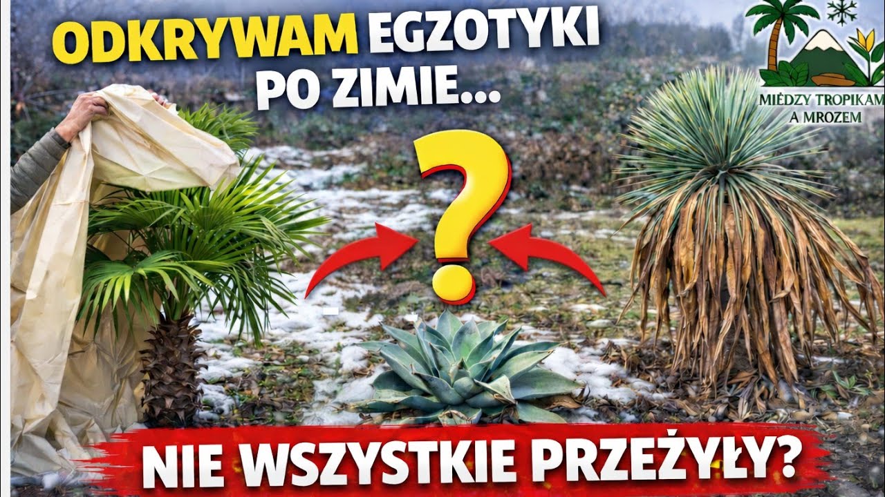 Odkrywam część egzotyków po zimie! 🌴 Wszystko przetrwało, czy są jakieś straty? 😱
