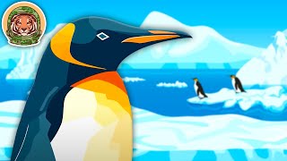 learn the coolest facts about penguins the penguin song klt wild
