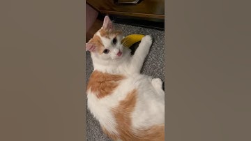 Banana cat nip toy is epic for cats! #cat #cutecats #cattoys #catnip #catsupplies #catty #strangecat