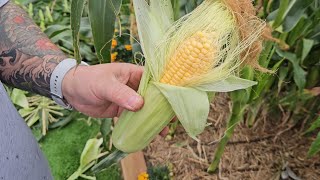 Harvesting My Sweet Corn by Ange's Garden 321 views 1 month ago 3 minutes, 20 seconds