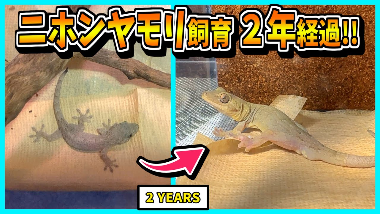 ニホンヤモリを2年間飼育した結果、もう完全な大人ヤモリになりました！【飼い方・餌・爬虫類・飼育】 - YouTube
