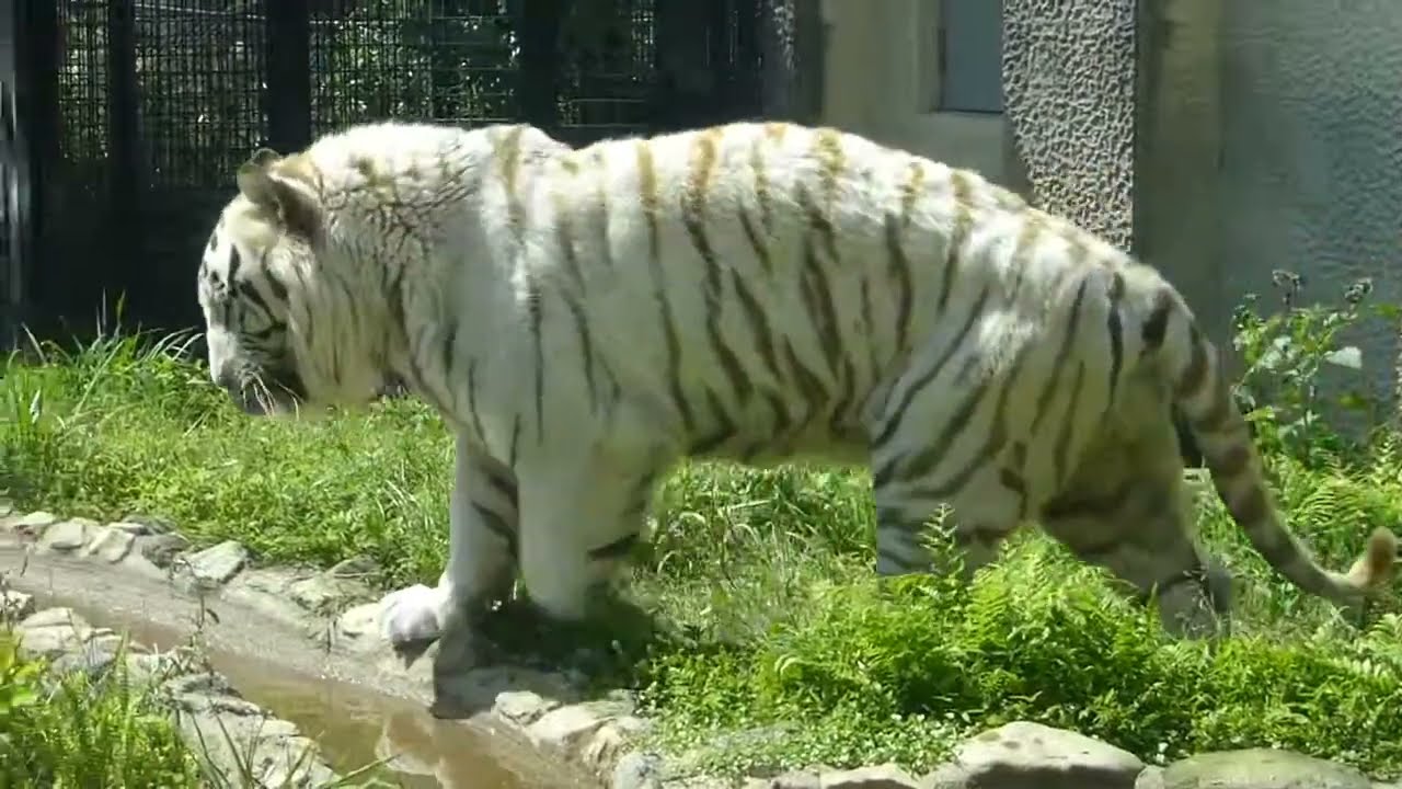 平川動物公園のベンガルトラ 5頭中4頭がホワイトタイガー - YouTube