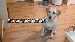 Genius Retriever with excellent rhythm