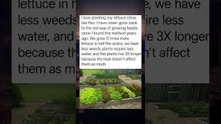 Plant Lettuce Close Together for 5x Bigger Harvests With Less Water & No Weeds. Plant Lettuce Close Together for 5x Bigger Harvests With Less Water & No Weeds.