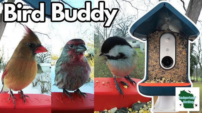 Bird Buddy : Attirez tous les oiseaux avec cette mangeoire intelligente!