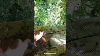 Panen madu hutan ganas terbesar #shorts