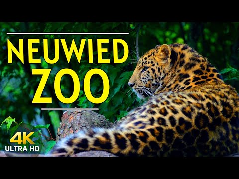 Neuwied Zoo Walking Tour 2023 Germany