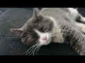 Tove Lo-Habits Stay A kitten sleeps soundly while I work and drive on a cold and snowy winter day