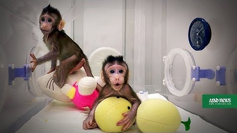 First monkeys cloned by process that made Dolly the sheep