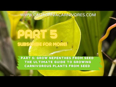 Video: Creșterea plantelor de ulcior din semințe - Aflați cum să plantați plante de ulcior din semințe