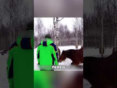 Кобыла ПРОСИЛА помощи в ПОСЕЛКЕ🐎🙏🏘️