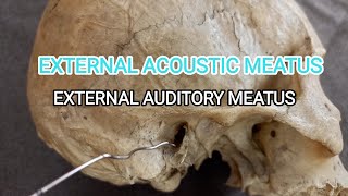 External Acoustic Meatus