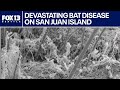 Wildlife officials warn of devastating bat disease found on San Juan Island