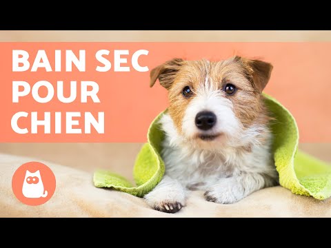 Vidéo: Comment donner à un chien un bain sans eau